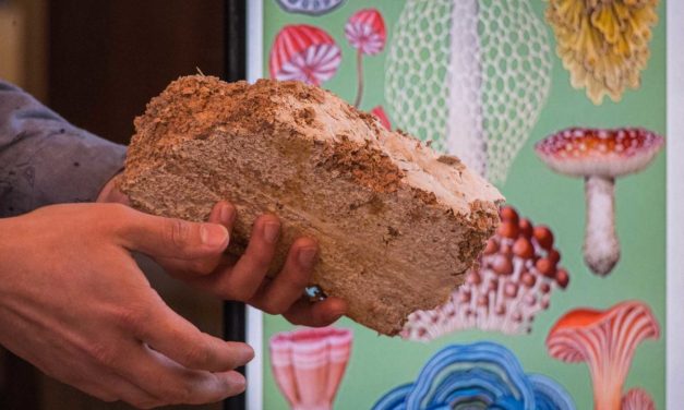 Fungi Fábrica:  La Start-Up que cultiva hongos ostra y produce biomateriales