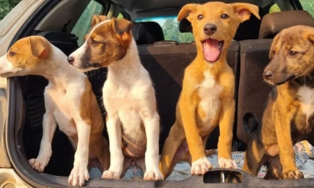 Clubi Pets, el exitoso negocio que dona el 100% de sus utilidades