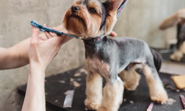 Estéticas para mascotas, un servicio de alta demanda.
