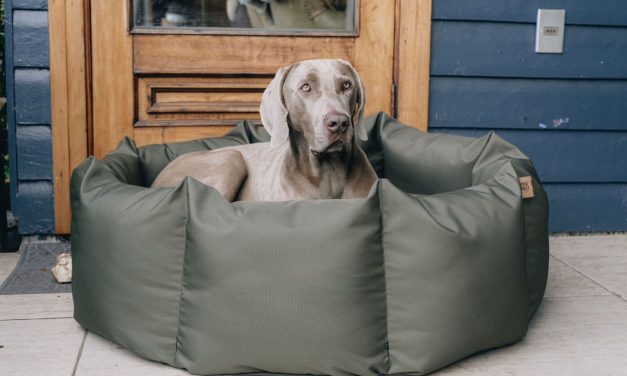 Confort y salud: Camas ortopédicas para mascotas