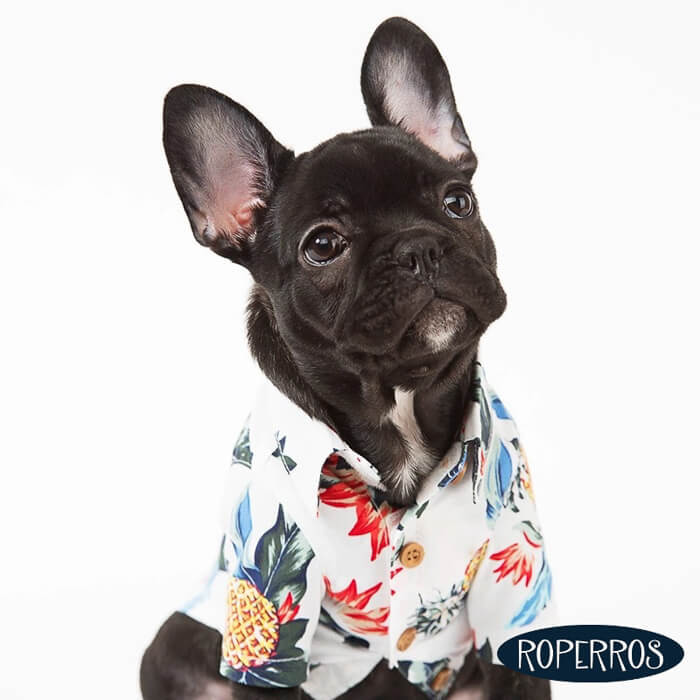 RoPerros: Moda, tendencias y confort para tu mascota.