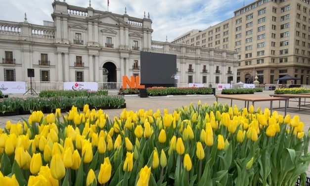 Con un jardín de 60.000 tulipanes, Santiago celebra el Día del Tulipán 2023 y prepara el inicio de la primavera