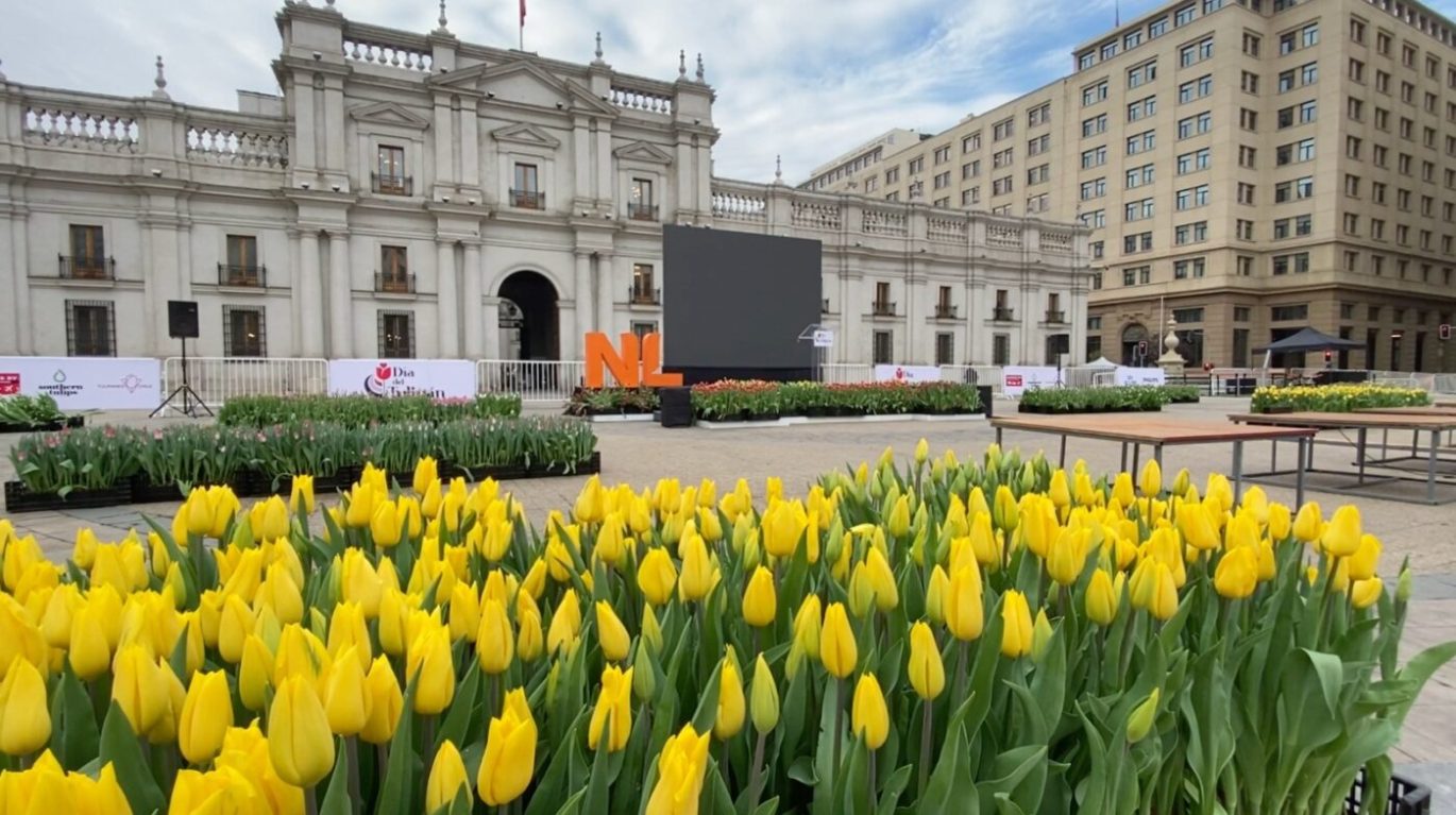 Con un jardín de 60.000 tulipanes, Santiago celebra el Día del Tulipán 2023 y prepara el inicio de la primavera