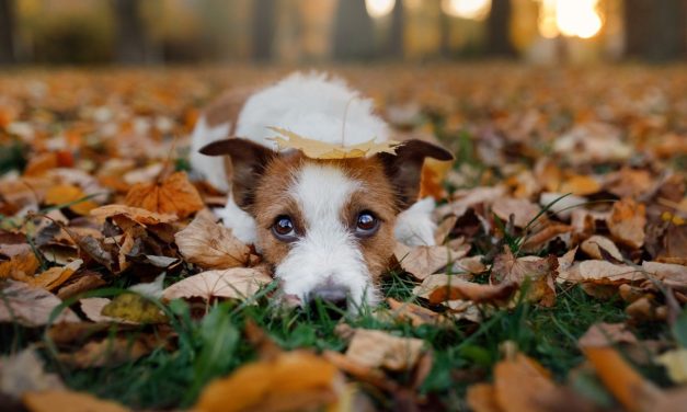 Bienestar animal en época de frío: consejos y cuidados