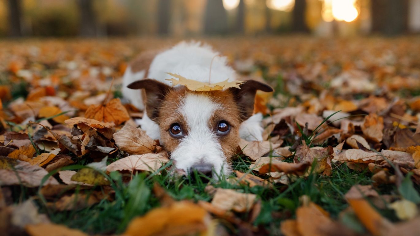 Bienestar animal en época de frío: consejos y cuidados